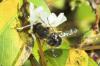 Eristalis tenax